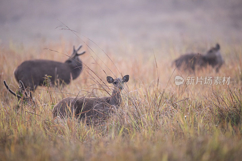 一群印度猪鹿(Hyelaphus porcinus)